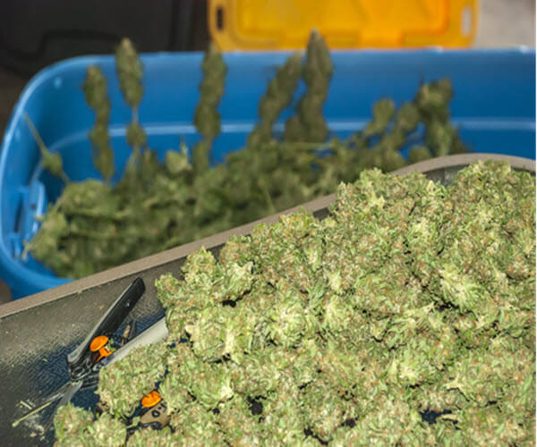 cannabis in cleaning bins
