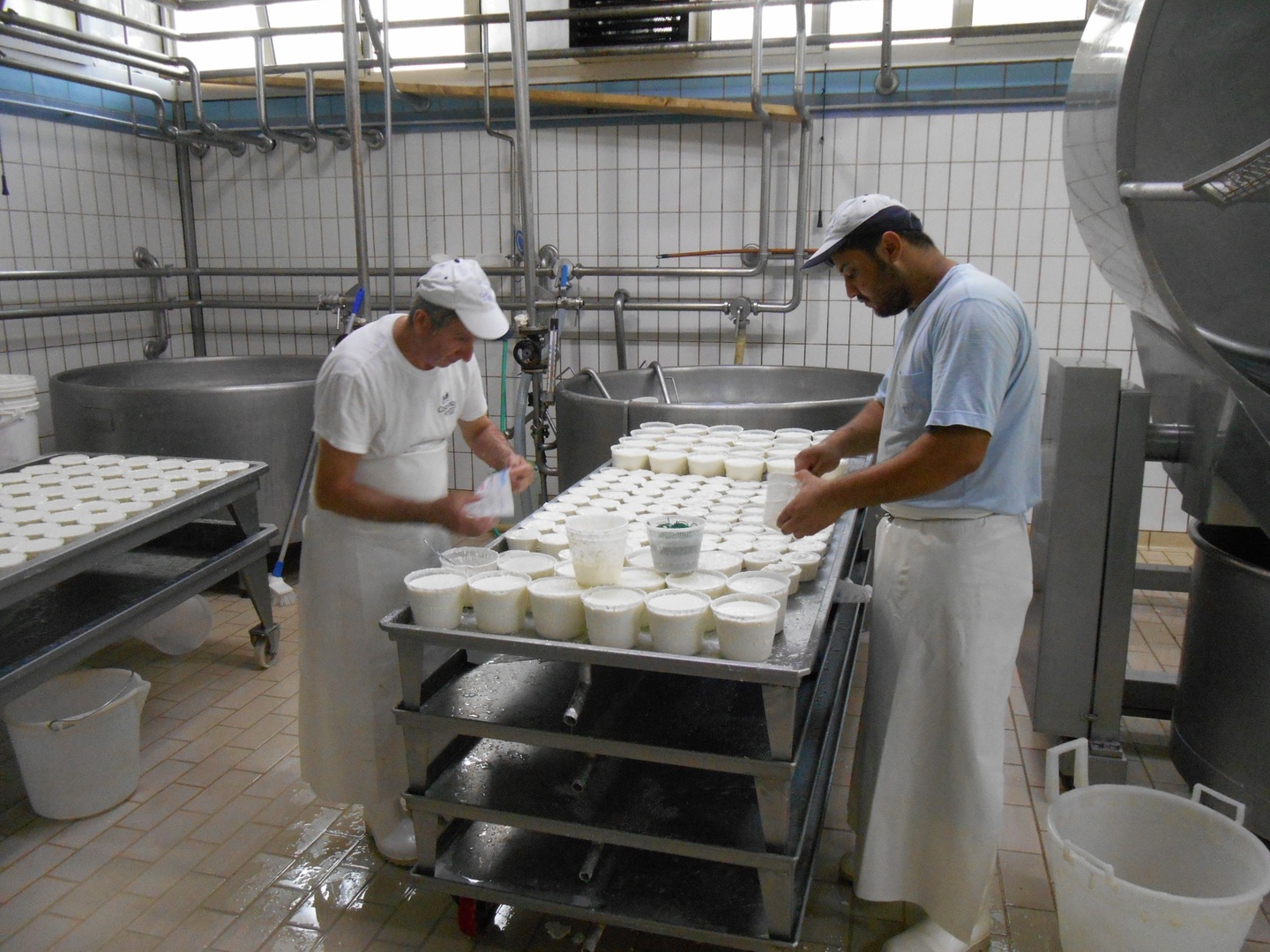cheese_dairy_manufacturing.jpg