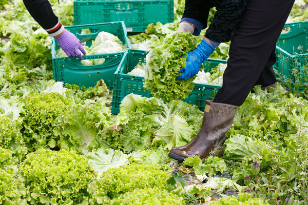 Fruit & Vegetable Container Cleaning Equipment Commercial Dishwasher Manufacturer Commercial Produce Washing Machines Fruit & Vegetable Container Cleaning Equipment Commercial Dishwasher Manufacturer Commercial Produce Washing Machines